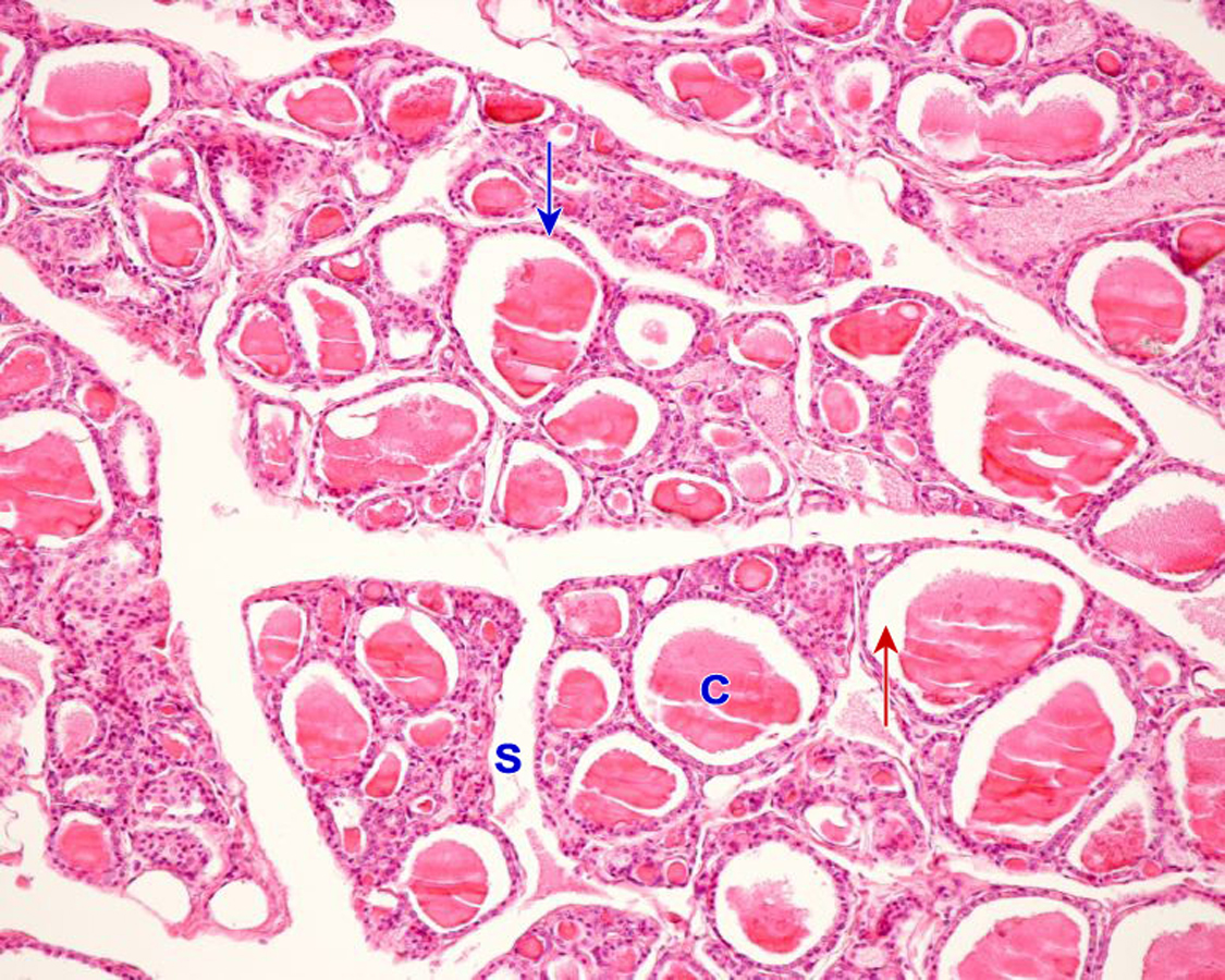 Epitelios Glandulares. Glándulas Endocrinas